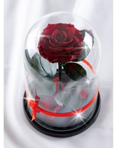 Стабилизированная роза в колбе TheRoseDome бордовая The rose dome