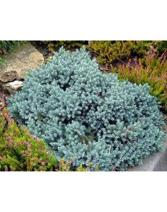 Можжевельник Juniperus Squamata Blue Star h30 см d23 см Orangery