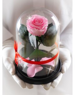 Стабилизированная роза в колбе TheRoseDome розовый The rose dome