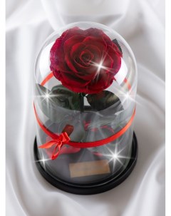 Стабилизированная роза в колбе TheRoseDome красный The rose dome