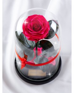 Стабилизированная роза в колбе TheRoseDome фуксия The rose dome