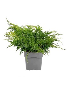 Можжевельник Juniperus Mix h20 см d13 см Orangery