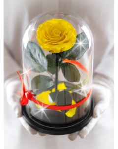 Стабилизированная роза в колбе TheRoseDome желтый The rose dome