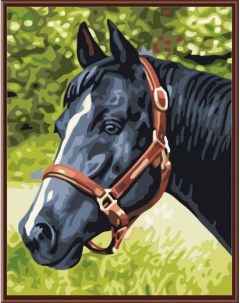 Картина по номерам EX5079 Черный конь Цветной