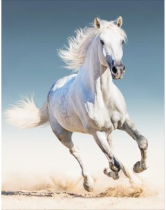 Алмазная мозаика Белая лошадь Цветной