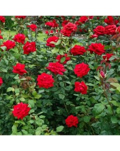 Роза чайно гибридная Бургунд o18 h40 см Plantmarket