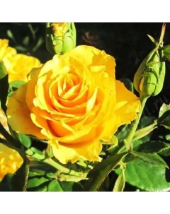 Роза чайно гибридная Керио o18 h40 см Plantmarket