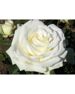 Роза чайно гибридная Аваланж o18 h40 см Plantmarket