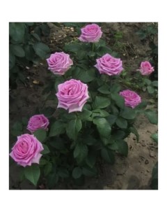 Роза чайно гибридная Аква o18 h40 см Plantmarket