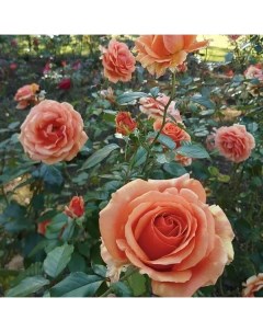 Роза чайно гибридная Ашрам o18 h40 см Plantmarket