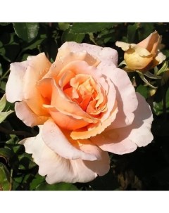Роза чайно гибридная Примадонна o18 h40 см Plantmarket