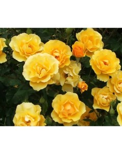 Роза флорибунда Голден Дримс o18 h40 см Plantmarket