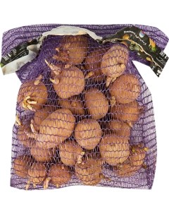Картофель семенной Кингсмен Э 2 кг Без бренда