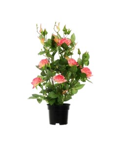 Искусственное растение в горшке роза Салем h50 см цвет розовый Без бренда