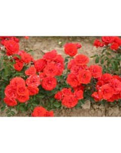 Роза миниатюрная Оранж Джувел o19 h55 см Plantmarket