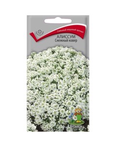Семена Цветы Алиссум Снежный ковёр 0 3 г цветная упаковка Поиск