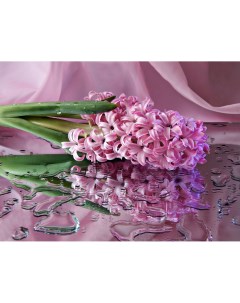 Луковицы Гиацинта 3 шт уп многолетние цветы сорт Анна Лиза Hyacinthus
