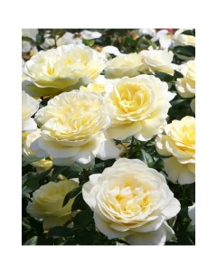 Роза почвопокровная Нина Поулсен 19x55 см Plantmarket