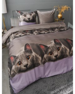 Комплект постельного белья Серый котик 2 спальный наволочки 70x70 Pavlina