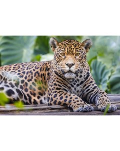 Картина по номерам Ягуар в джунглях 21х30 см Рыжий кот