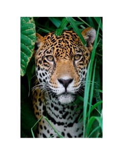 Картина по номерам Леопард в траве 30х40 см Рыжий кот