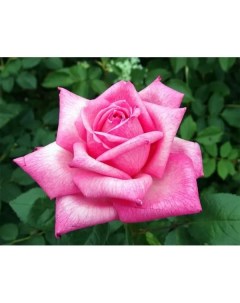 Роза чайно гибридная Шокинг Версилия o18 h40 см Plantmarket