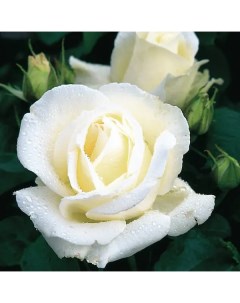 Роза чайно гибридная Акито белая 19x55 см Plantmarket