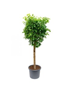 Фикус Ficus Benjamina Exotica 24 х 110 см Orangery
