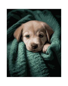 Картина по номерам S082 Милый щенок в пледе 40х50 см Cristyle
