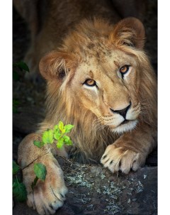 Картина по номерам Могучий лев 30х40 см Рыжий кот