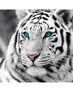 Алмазная мозаика Белый тигр на подрамнике 50x65 TCHB8402 Boomboomshop