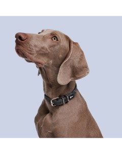 Ошейник для собак из биотана светоотражающий обхват шеи 35 см ширина 2 см серый со звездами Hipet
