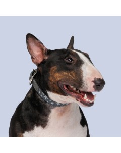 Ошейник для собак из биотана обхват шеи 45 см ширина 2 см серый со звездами Hipet