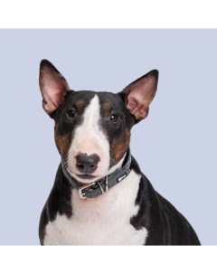 Ошейник для собак из биотана светоотражающий обхват шеи 40 см ширина 2 см серый со звездами Hipet