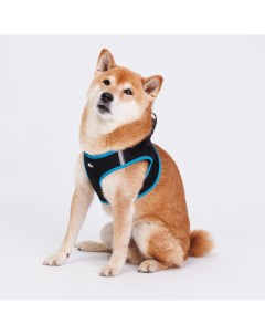 Шлейка жилетка для собак Air обхват груди 50 55 см лента 25 мм голубая Rungo
