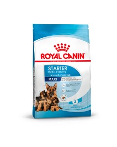 Maxi Starter корм для щенков крупных пород до 2 х месяцев беременных и кормящих сук 4 кг Royal canin
