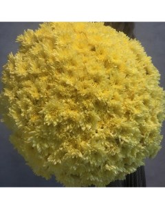 Монобукет из 60 желтой кустовой хризантемы 70 см голландия с атласной лентой Eifloria
