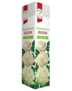 Чайно гибридная роза Аваланж 40 см Русский огород