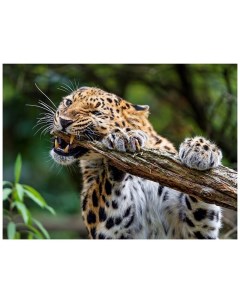 Алмазная мозаика Свирепый леопард 30х40 см Рыжий кот