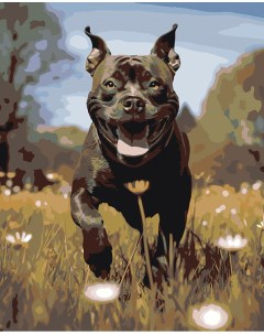 Картина по номерам Собака Стаффорд Стаффордширский терьер 2 Цветное