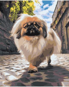 Картина по номерам Собака Пекинес гуляет по городу 2 Цветное