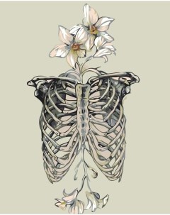 Картина по номерам Скелет и цветы Цветное