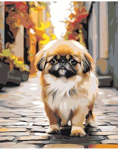 Картина по номерам Собака Пекинес гуляет по городу 3 Цветное