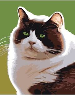 Картина по номерам Черно белый толстый котик Цветное