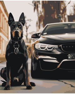 Картина по номерам Машина BMW и собака доберман 40х50 Цветное