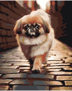Картина по номерам Собака Пекинес гуляет по городу Цветное