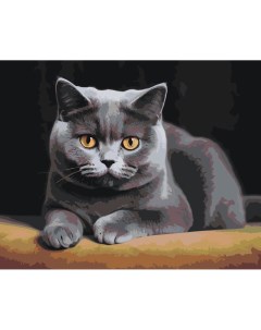 Картина по номерам Серьезный британский кот Цветное