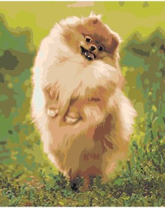 Картина по номерам Собаки Шпиц на зеленом лугу 40х50 Цветное