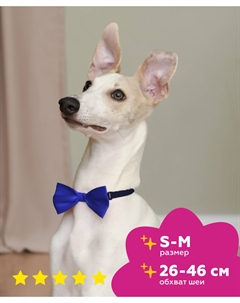 Ошейники, шлейки Tappi одежда