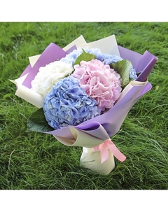 5 гортензий микс Florpro